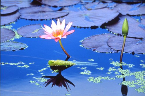 Festival Seni Di Beijing